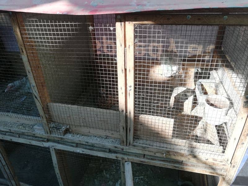 Aseel special cage for sale move able cage 3