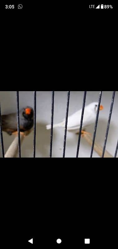 mutation Finches 1