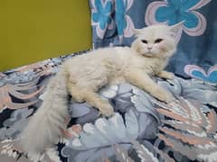 Persian double coat male for sale