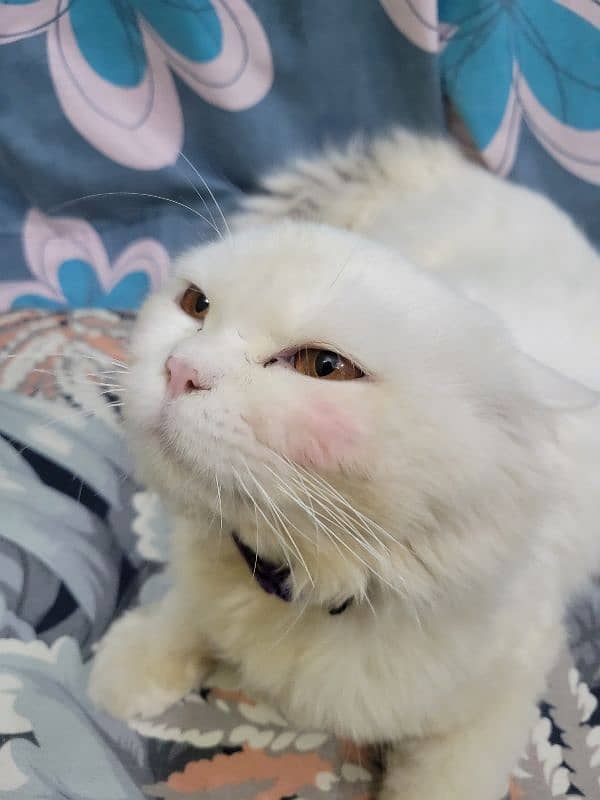 Persian double coat male for sale 1