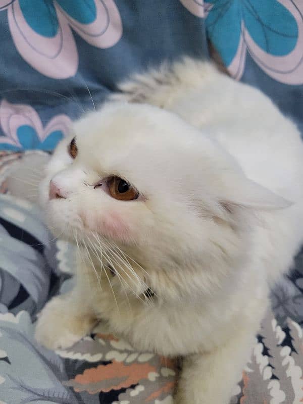 Persian double coat male for sale 2