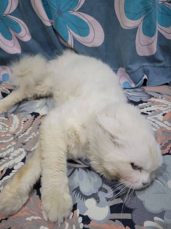 Persian double coat male for sale 4