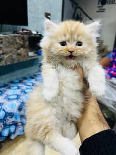 Persian kitten male for sale