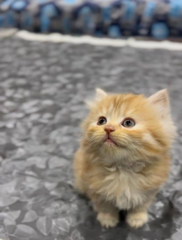 Persian kitten male for sale 1