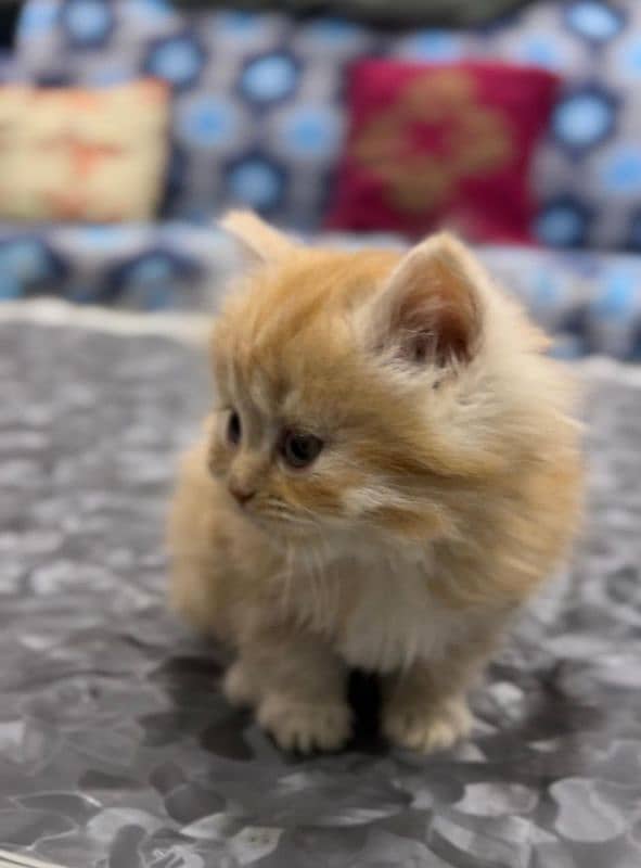 Persian kitten male for sale 2