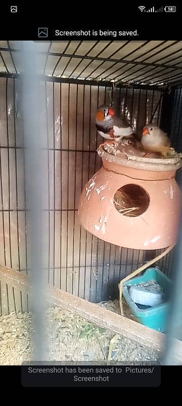 finch mutation undersize pair 0