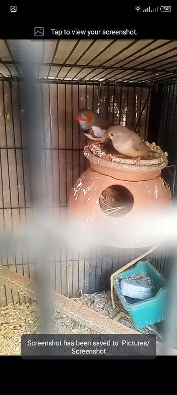 finch mutation undersize pair 2