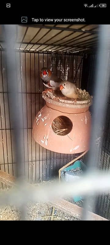 finch mutation undersize pair 3