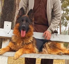 Highclass showline Triple coat German shepherd female