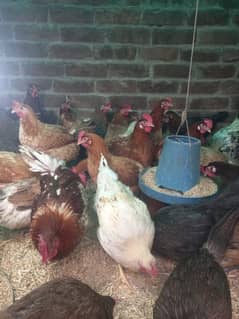 Golden misri deisi hens Available