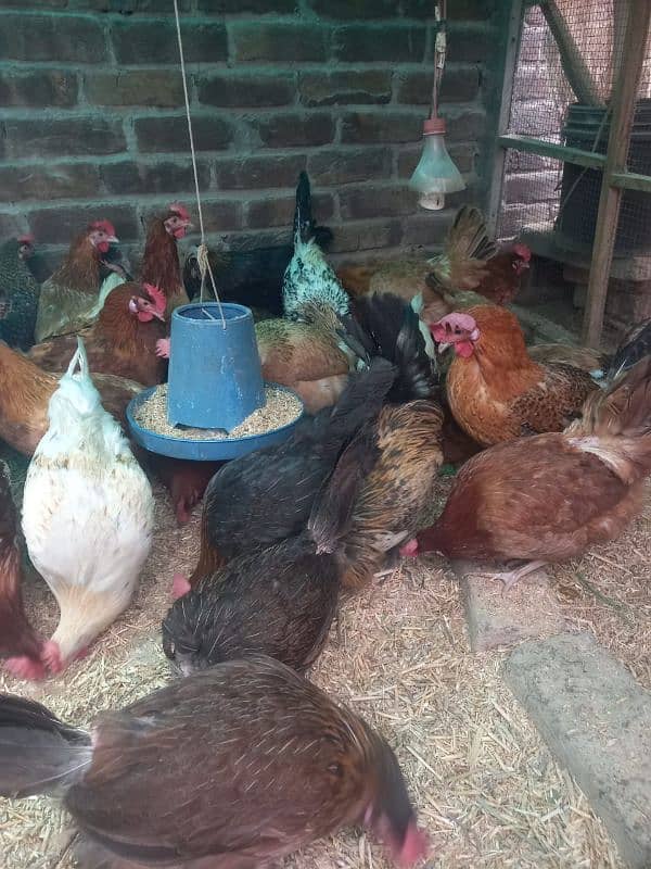 Golden misri deisi hens Available 5