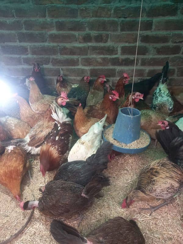 Golden misri deisi hens Available 6