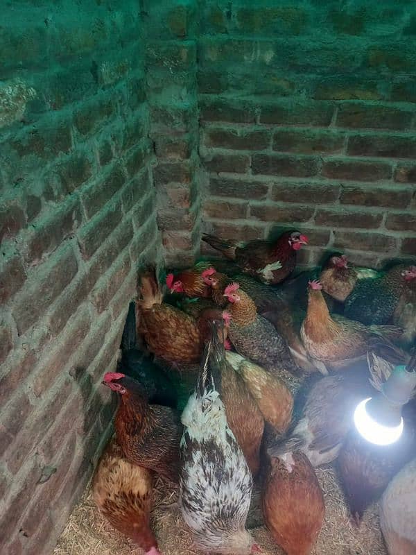 Golden misri deisi hens Available 7