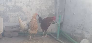 2 Hens and 1 cook for sale