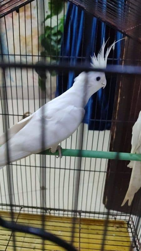 cocktail pair white for sale with new Cage 2