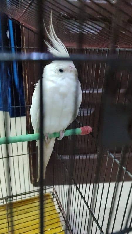 cocktail pair white for sale with new Cage 3