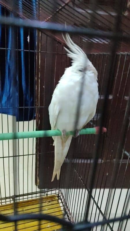 cocktail pair white for sale with new Cage 4