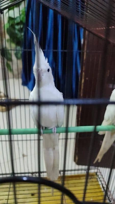 cocktail pair white for sale with new Cage 5