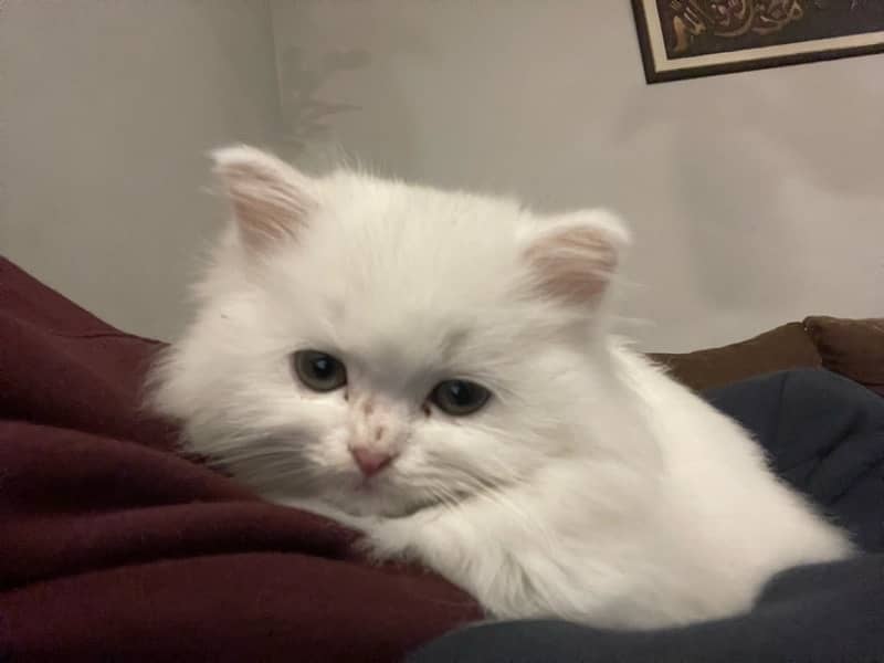 Persian Cat / Persian kittens / Punch Face Cat For Sale 1