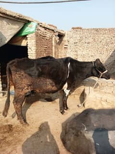 Desi Cow with Baby