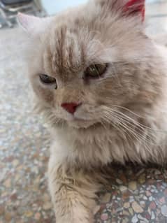 Persian Cat / Triple coated  / Cat For Sale