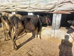 2nd lactation cow with female calf