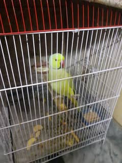 i am selling parrot with cage