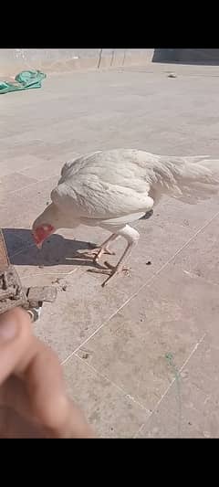 7 month egg laying female contract 03182953325 only WhatsApp