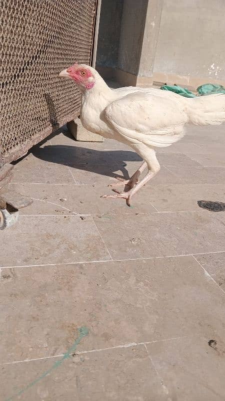 7 month egg laying female contract 03182953325 only WhatsApp 1