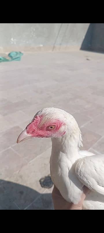 7 month egg laying female contract 03182953325 only WhatsApp 6