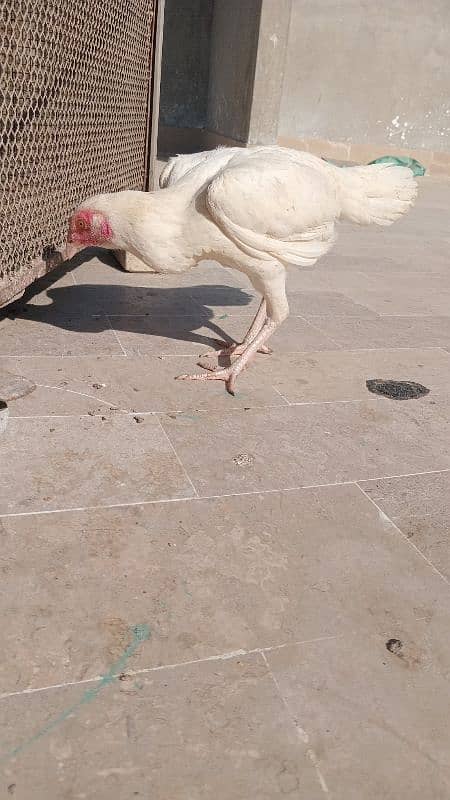 7 month egg laying female contract 03182953325 only WhatsApp 7