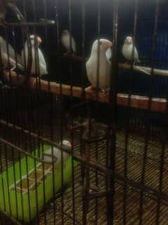 White Java finches