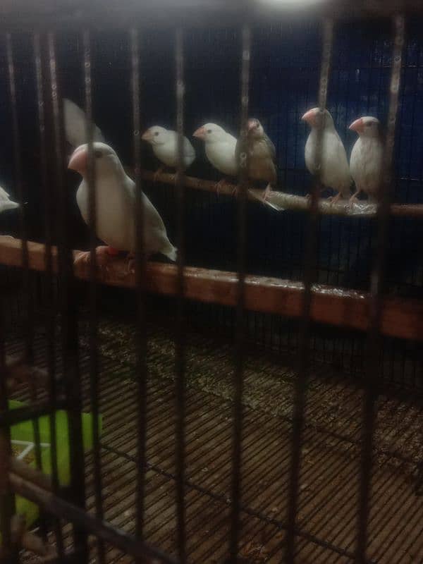 White Java finches 1