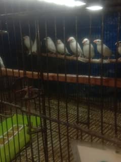 White Java finches