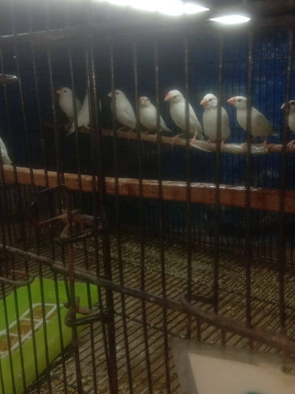 White Java finches 2