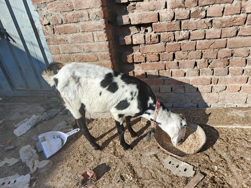 2 goats for sale. 1 adult aur 1 chhoti bkrii 0