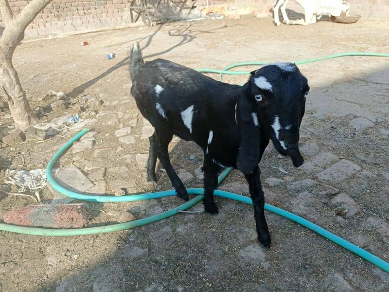 2 goats for sale. 1 adult aur 1 chhoti bkrii 5