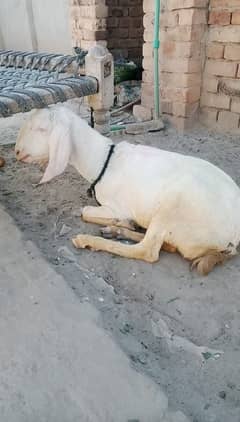 rajn puri bakri hai age 20maha