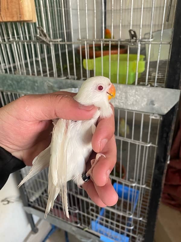 ALBINO RED EYE AND SPLIT AVAILABLE 0