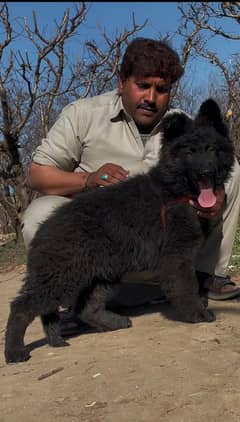 black german shepherd tripple coated male available for sale