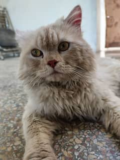 Persian Cat / Triple coated  / Cat For Sale