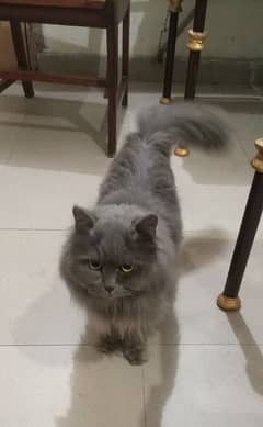 Male triple-coated Persian cat