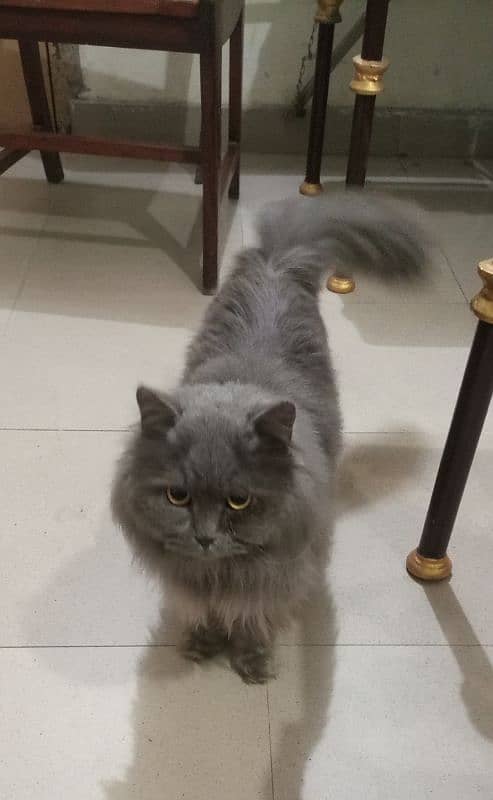 Male triple-coated Persian cat 0