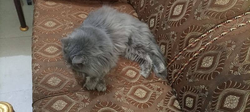 Male triple-coated Persian cat 1