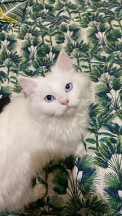 PERSIAN MALE CAT FOR SALE