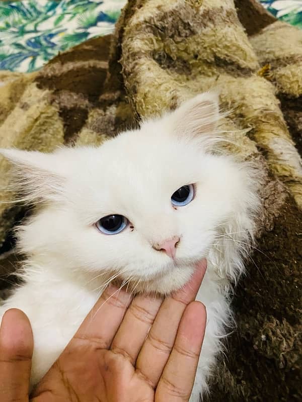 PERSIAN MALE CAT FOR SALE 2