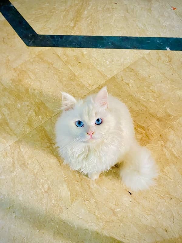 PERSIAN MALE CAT FOR SALE 0