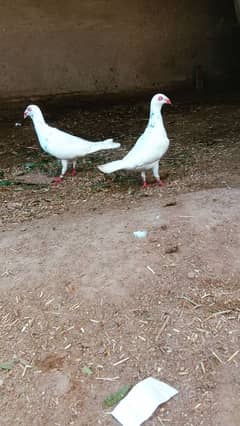 fancy pigeon