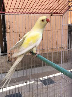 Creamino ringneck double factor red eyes 18 months