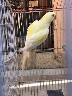 Creamino ringneck double factor red eyes 18 months